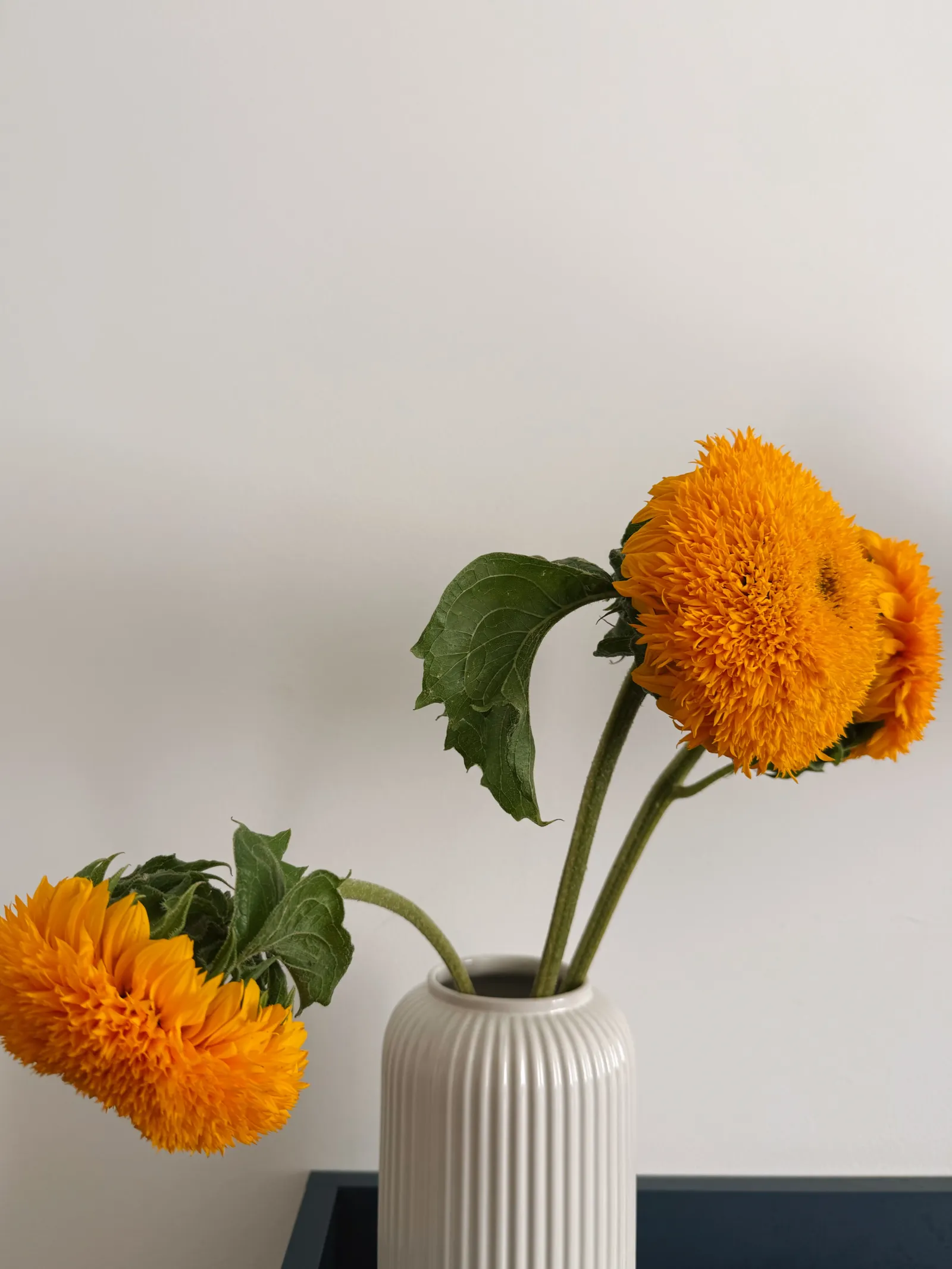 Source photograph for No.5 Softly Fading